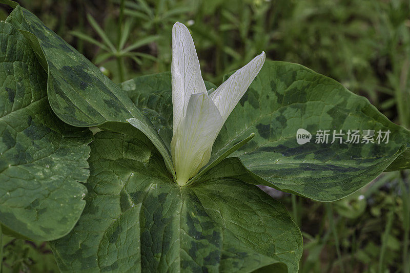 albidum，又名giant white wakerobin, white toadshade, sweet Trillium，是黑花科的一种开花植物。甜面包岭州立公园;加州索诺玛县的马亚卡玛斯山脉。